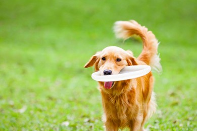 photo of golden retriever having fun at outdoor walk. happy dog catch and retrieve flying disk. actions, training games with family pets and popular dog breeds on summer vacation