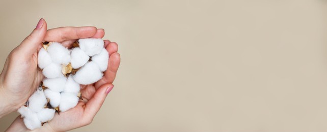woman holding fluffy cotton flowers in her hands isolated on a beige background close up. copy space. concept of natural eco products and skin care. banner