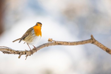 robin sitting on a branch with the last bits of snow
