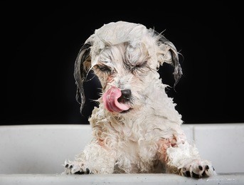 studio shot of purebred bichon havanais dog during grooming session at dog salon.