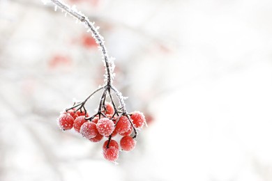 winter frozen viburnum under the snow. viburnum in the snow. red berries. wonderful winter. hoarfrost