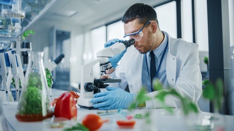 male microbiologist looking at a lab-grown cultured vegan meat sample in a microscope. medical scientist working on plant-based beef substitute for vegetarians in a modern food science laboratory.