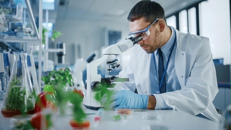 male microbiologist looking at a lab-grown cultured vegan meat sample in a microscope. medical scientist working on plant-based beef substitute for vegetarians in a modern food science laboratory.