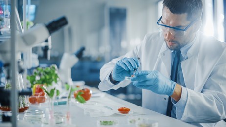 handsome male microbiologist in safety glasses examining tomato's locular seed cavities with forceps and putting a sample in a dish. medical scientist working in a modern food science laboratory.