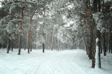 beautiful forest covered with snow in winter