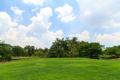 green trees in beautiful park over blue sky
