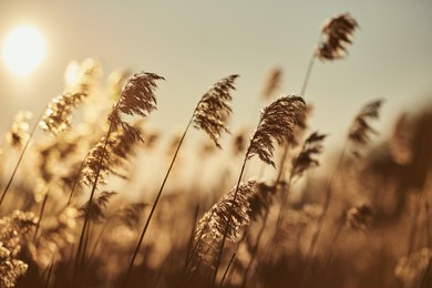 reeds in the rays of the setting sun. beautiful sunset background wallpaper