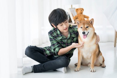 a boy playing with a shiba inu on the bed in the bedroom. japanese dog.
