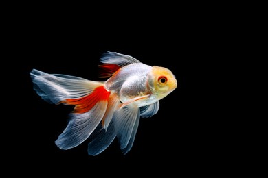 goldfish isolated on a dark black background