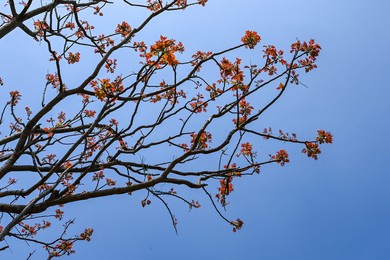 a toon sprouted in spring