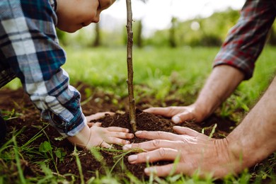 planting a family tree. hands of grandfather and little boy planting young tree in the garden. environmental awareness. spring concept, save nature and care. 