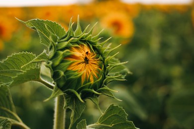 summer sunflower field macro background