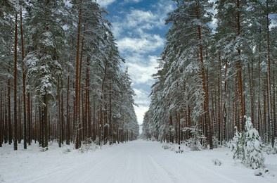 snowy road in winter forest with huge trees covered by snow. scenic landscape. beautiful nature. blue cloudy sky.