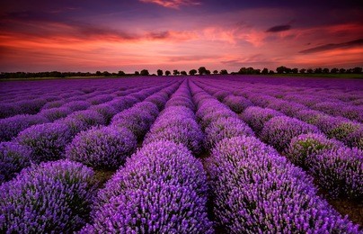 stunning landscape with lavender field at sunset