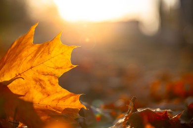 close-up of a yellow maple leaf in the bright rays of the autumn sun