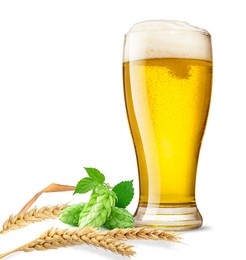 glass of fresh foamy beer with green hop cones and ears of wheat, isolated on white background.