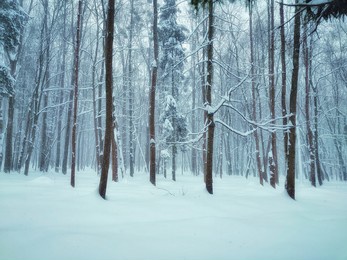 snowfall in the forest, magical snowy forest in winter.