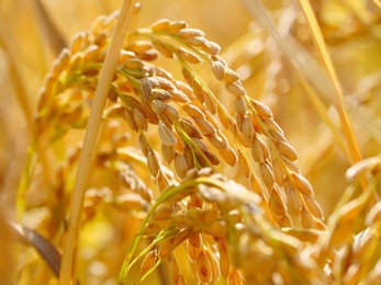 ripe rice ear close-up, grain crop rice macro grain, outdoor autumn rice field harvest