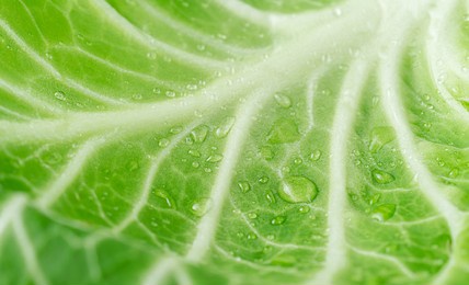 natural food background. macro shot of cabbage leaf.