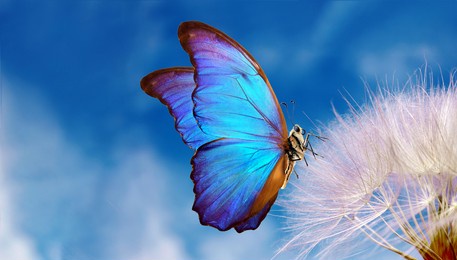 natural pastel background. morpho butterfly and dandelion. seeds of a dandelion flower on a background of blue sky with clouds. copy spaces