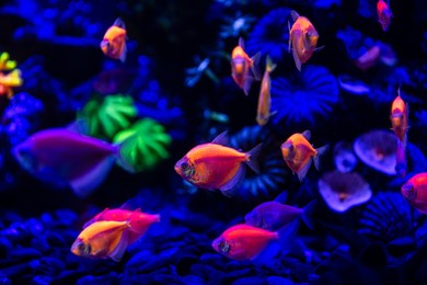 nice neon glowfish in freshwater tank nature water color painted aquarium