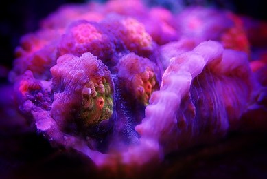 macro photography on colorful chalice coral in marine aquarium