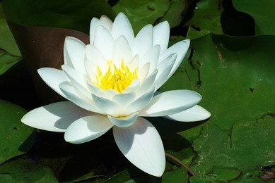 the lotus flower growing in the lake