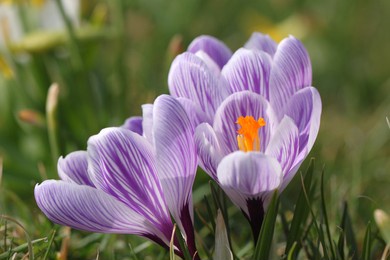 spring growing flowers and nature that comes alive