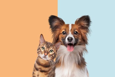 portrait of a cat and dog looking at camera in front of trendy duo tone background