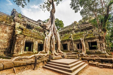 classical picture of ta prohm temple, angkor, cambodia 