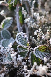 heather and leaves with a frozen layer and a little bit snow