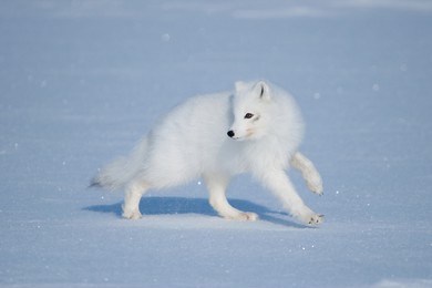 white arctic fox in winter large