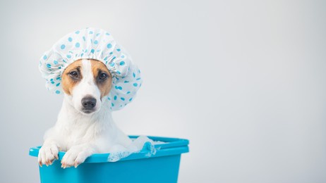 funny friendly dog jack russell terrier takes a bath with foam in a shower cap on a white background. copy space