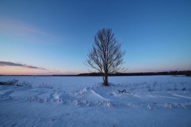 a lonely tree in the middle of a snowy field.
