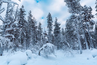 winter landscape at sunrise in finnish lapland. spruce trees covered by snow.