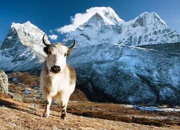 yak on pasture and ama dablam peak  - way to everest base camp - nepal