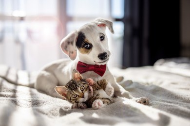puppy and kitten hugging on the bed as a best friends