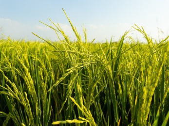 the rice plant with the green ears of rice is growing.