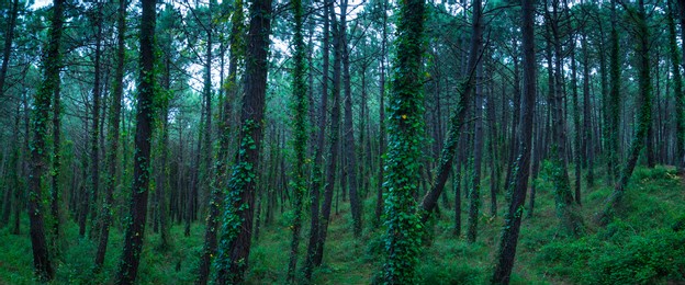 pine forest of maritime pine (pinus pinaster) in dunas de liencres natural park by the cantabrian sea in pielagos municipality of cantabria autonomous community of spain, europe