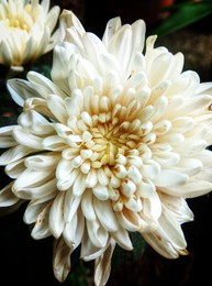 flowers look very beautiful when they bloom