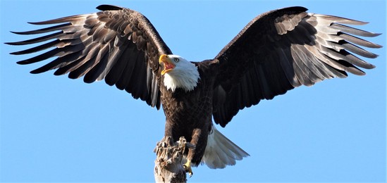 screaming adult bald eagle on the west coast of florida