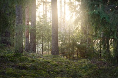 pathway through the hills of majestic evergreen forest. mighty pine, spruce trees, moss, plants. finland. soft golden sunset light. idyllic autumn scene. nature, seasons, environment, ecotourism