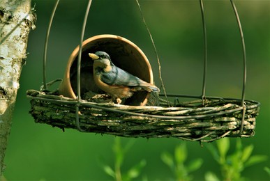 kitulgala, sri lanka - march 13, 2021: bird in action real nature capture bird nest.