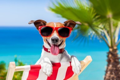 dog relaxing on a fancy deck chair