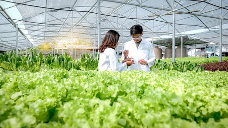 2 scientists examined the quality of vegetable organic salad and lettuce from the farmer's hydroponic farm.