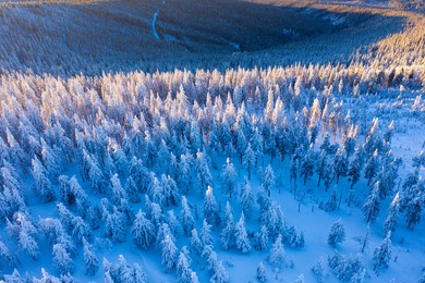 top view to wood from bird's eye. amazing winter scene. christmas theme. winter background