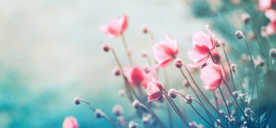 gently pink flowers of anemones outdoors in summer spring close-up on turquoise background with soft selective focus. delicate dreamy image of beauty of nature.