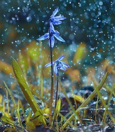 bluebell, flowers, drops of water, shower