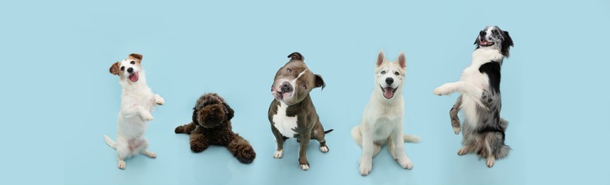 banner group five dogs summer and spring. obedience training concept. jack russell, bully, poodle, husky and border collie trick. sitting on hind legs begging behaviour. isolated on blue background.