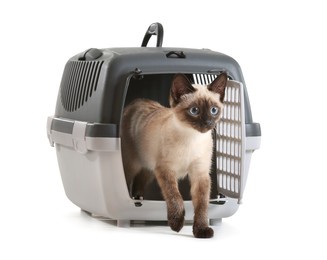 cute thai cat in carrier on white background